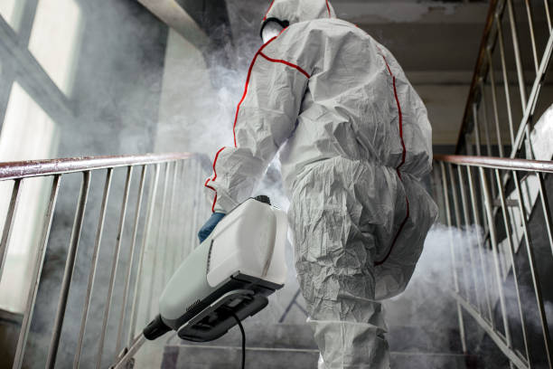 Best Basement Mold Removal  in Vernon, WI